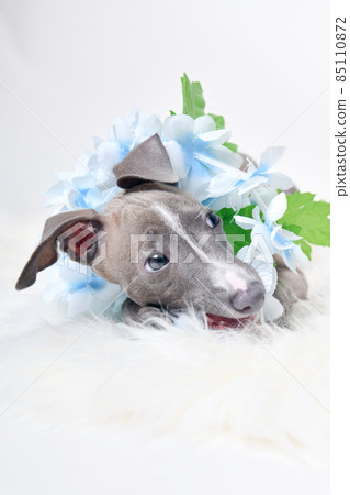 Italian Greyhound puppy 85110872
