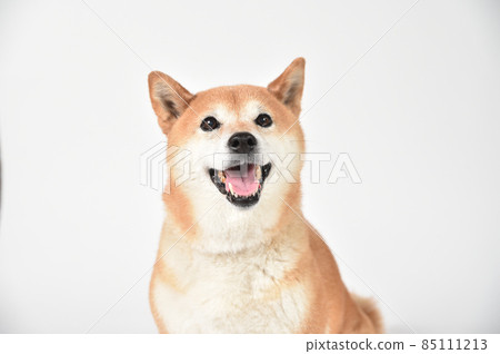 棕色頭髮的柴犬的簡單肖像 棕色頭髮的柴犬的簡單肖像 85111213
