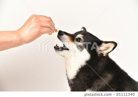 柴犬吃零食和米飯 柴犬吃零食和米飯 85111340