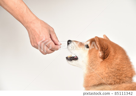 柴犬吃零食和米飯 柴犬吃零食和米飯 85111342
