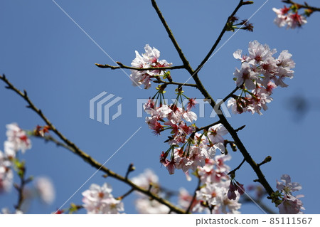 櫻花 85111567
