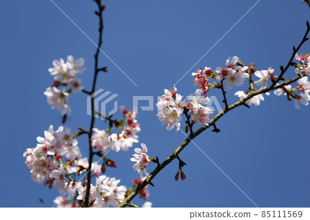 櫻花 85111569