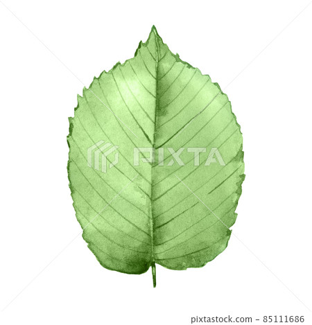 Watercolor hazelnut leaf isolated on white. Hand painted botanical illustration of green plant. Single element for packaging design, logo, label. Watercolor hazelnut leaf isolated on white. Hand painted botanical illustration of green plant. Single element for packaging design, logo, label. 85111686