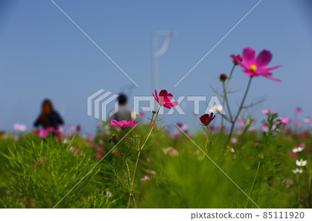 大波斯菊 85111920