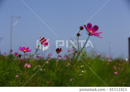 大波斯菊 大波斯菊 85111921