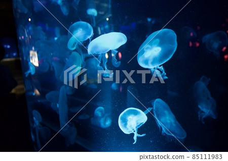 Image of aquarium jellyfish Image of aquarium jellyfish 85111983