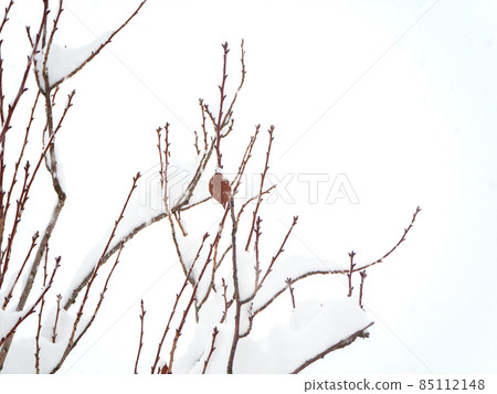 Snow-covered tree branches with kidneys and dry leaf against cloudy sky Snow-covered tree branches with kidneys and dry leaf against cloudy sky 85112148