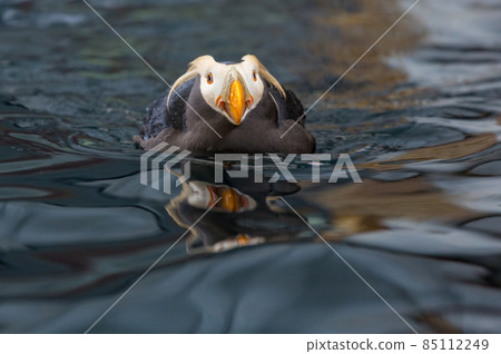 Puffin Puffin 85112249