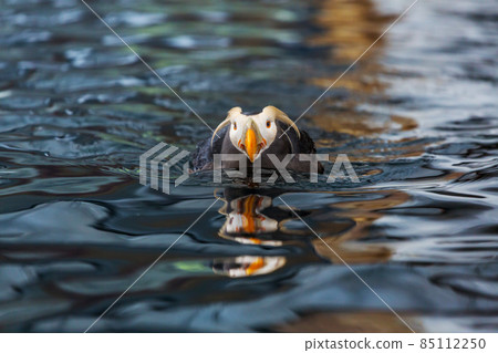 Puffin Puffin 85112250