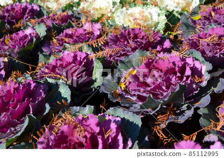 Habotan (leafy peony) 85112995