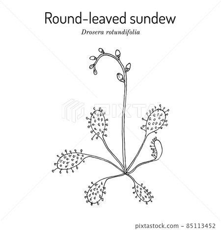Round-leaved sundew Drosera rotundifolia , wetland plant 85113452