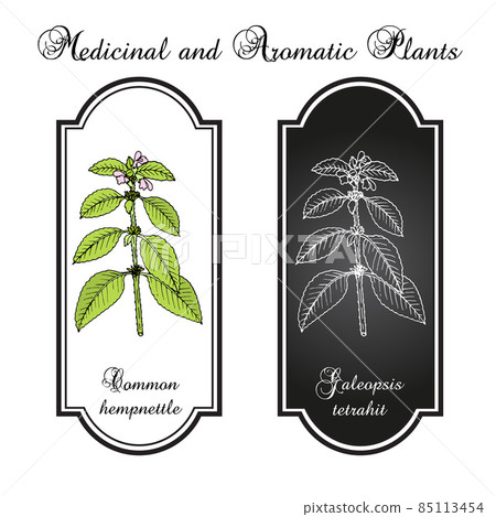 Common hemp-nettle or brittlestem hempnettle, galeopsis tetrahit , medicinal plant Common hemp-nettle or brittlestem hempnettle, galeopsis tetrahit , medicinal plant 85113454