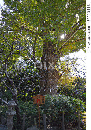 Large ginkgo of Egaraten Shrine Large ginkgo of Egaraten Shrine 85113518