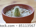 小仙人掌 85113567