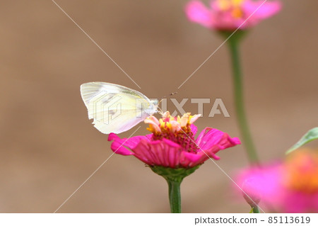 Pink flowers with butterflies 85113619