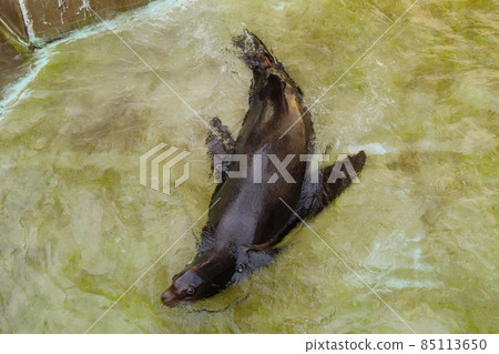 Swimming California sea lion 85113650