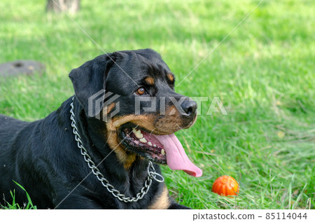 A happy black dog resting on the green grass. A red toy ball lie A happy black dog resting on the green grass. A red toy ball lie 85114044