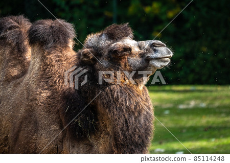 Bactrian camel, Camelus bactrianus in a german park Bactrian camel, Camelus bactrianus in a german park 85114248