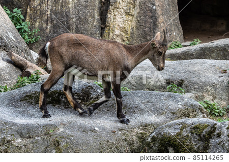 Young baby mountain ibex or capra ibex on a rock 85114265
