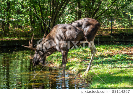 European Moose, Alces alces, also known as the elk 85114267