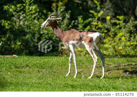 Dama gazelle, Gazella dama mhorr or mhorr gazelle is a species of gazelle 85114270