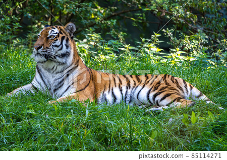 The Siberian tiger,Panthera tigris altaica in a park 85114271