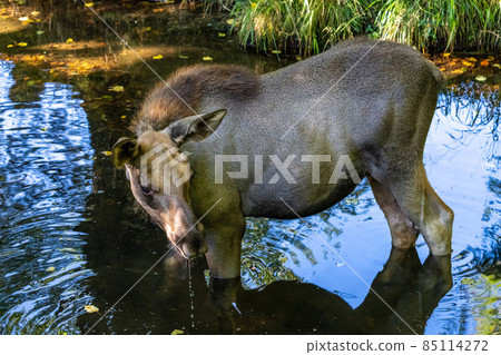 European Moose, Alces alces, also known as the elk 85114272
