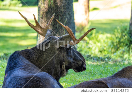 European Moose, Alces alces, also known as the elk 85114273