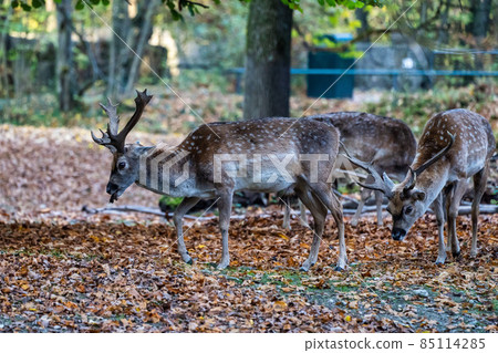 The fallow deer, Dama mesopotamica is a ruminant mammal The fallow deer, Dama mesopotamica is a ruminant mammal 85114285