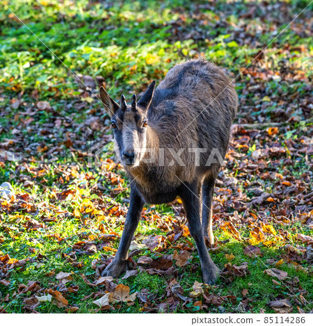 Domestic Goat, Capra aegagrus hircus in a park Domestic Goat, Capra aegagrus hircus in a park 85114286