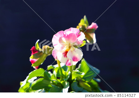 Viola flowers Viola flowers 85114327