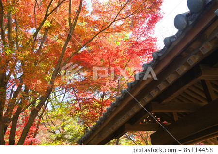 Autumn leaves in Yakushiike Park, Machida City 85114458
