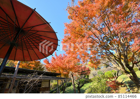 Autumn leaves in Yakushiike Park, Machida City 85114466