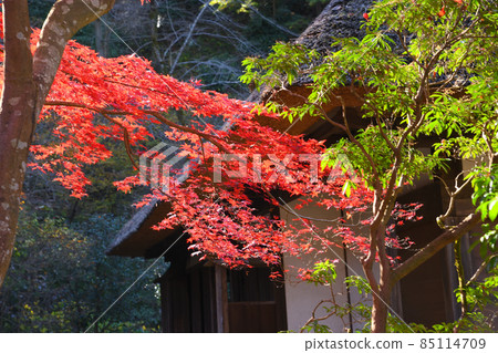 Autumn leaves in Yakushiike Park, Machida City 85114709