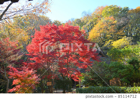 町田市藥鹿池公園的紅葉 85114712