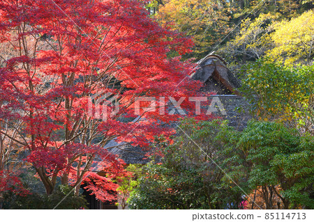 Autumn leaves in Yakushiike Park, Machida City 85114713