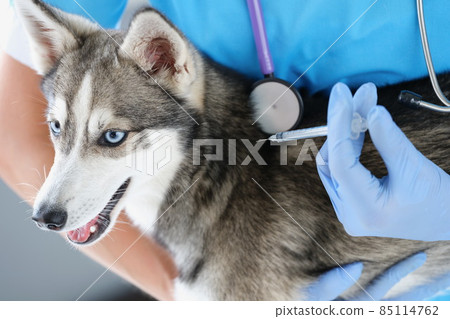 Fluffy husky dog get injection from veterinary doctor, treatment for recovery 85114762