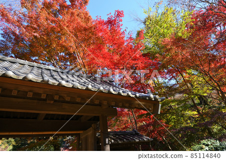 Autumn leaves in Yakushiike Park, Machida City 85114840