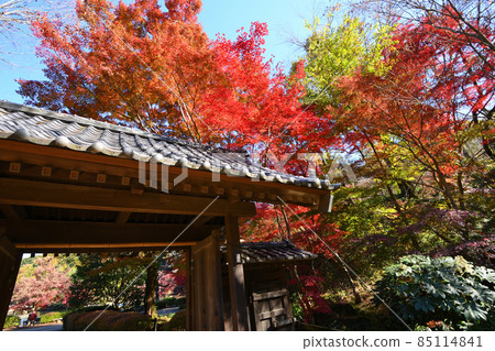 町田市藥鹿池公園的紅葉 85114841