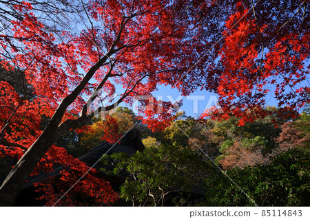 町田市藥鹿池公園的紅葉 85114843