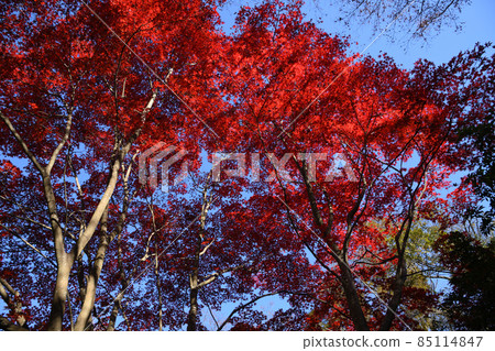 Autumn leaves in Yakushiike Park, Machida City 85114847