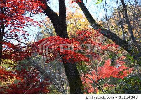 町田市藥鹿池公園的紅葉 町田市藥鹿池公園的紅葉 85114848