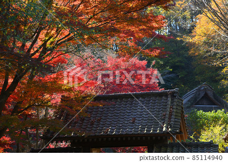 Autumn leaves in Yakushiike Park, Machida City 85114940