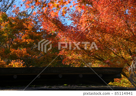 町田市藥鹿池公園的紅葉 85114941