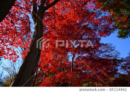 Autumn leaves in Yakushiike Park, Machida City 85114942
