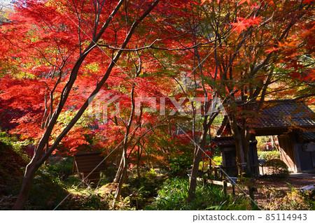 Autumn leaves in Yakushiike Park, Machida City 85114943