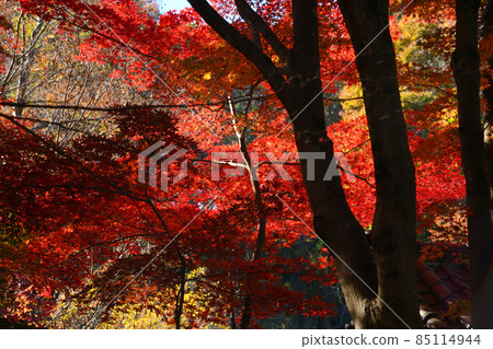 町田市藥鹿池公園的紅葉 85114944