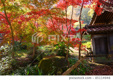 Autumn leaves in Yakushiike Park, Machida City 85114948