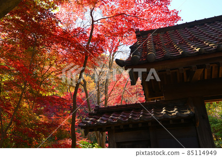 Autumn leaves in Yakushiike Park, Machida City 85114949