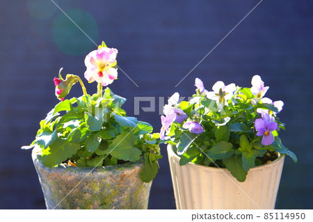 Potted plant 85114950